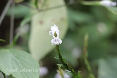 Stenosiphonium russelianum